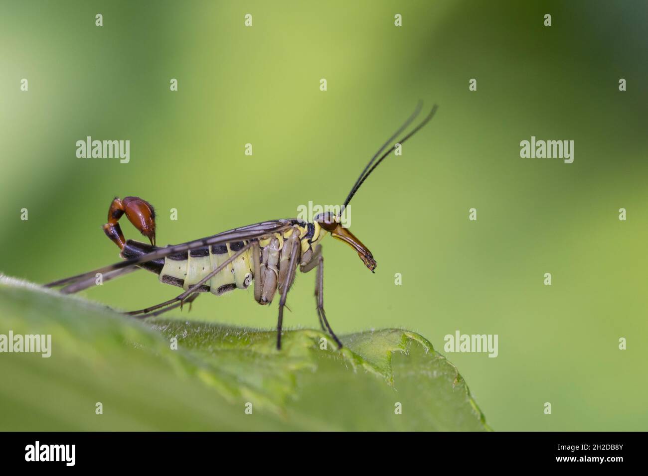 Skorpionsfliege, Skorpions-Fliege, Männchen mit Skorpionsschwanzartiger Hinterleibsspitze, Panorpa cf. Communis, Panorpa, gemeine Skorpionfliege, Skorpion Stockfoto