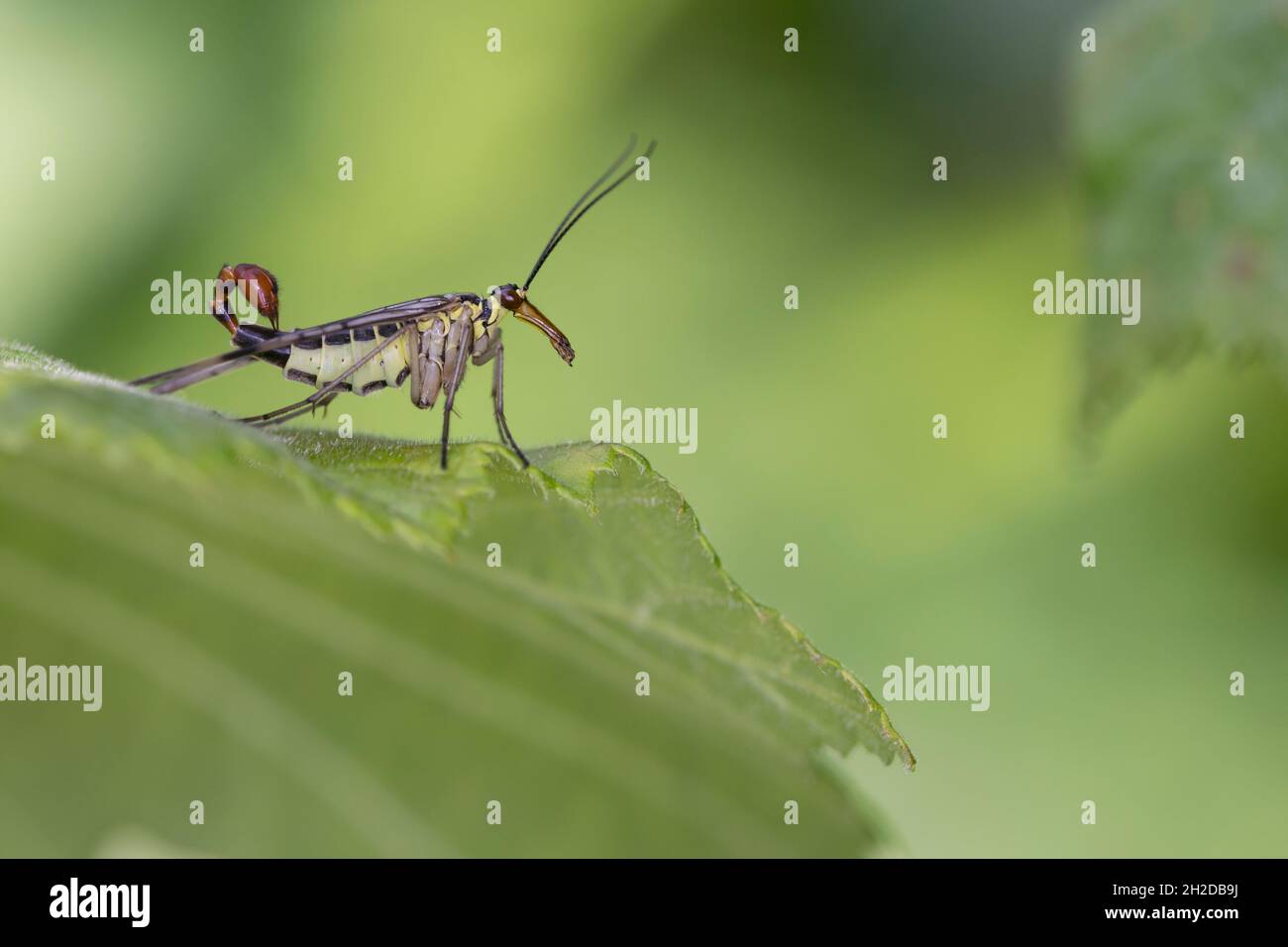 Skorpionsfliege, Skorpions-Fliege, Männchen mit Skorpionsschwanzartiger Hinterleibsspitze, Panorpa cf. Communis, Panorpa, gemeine Skorpionfliege, Skorpion Stockfoto
