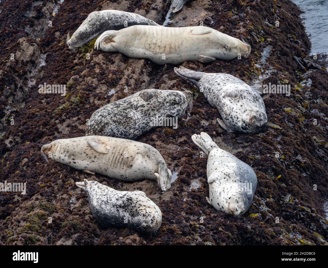 Hafenrobben, Phoca vitulina, wurden auf den Felsen am Leuchtturm der Point Arena, Kalifornien, USA, gezogen Stockfoto