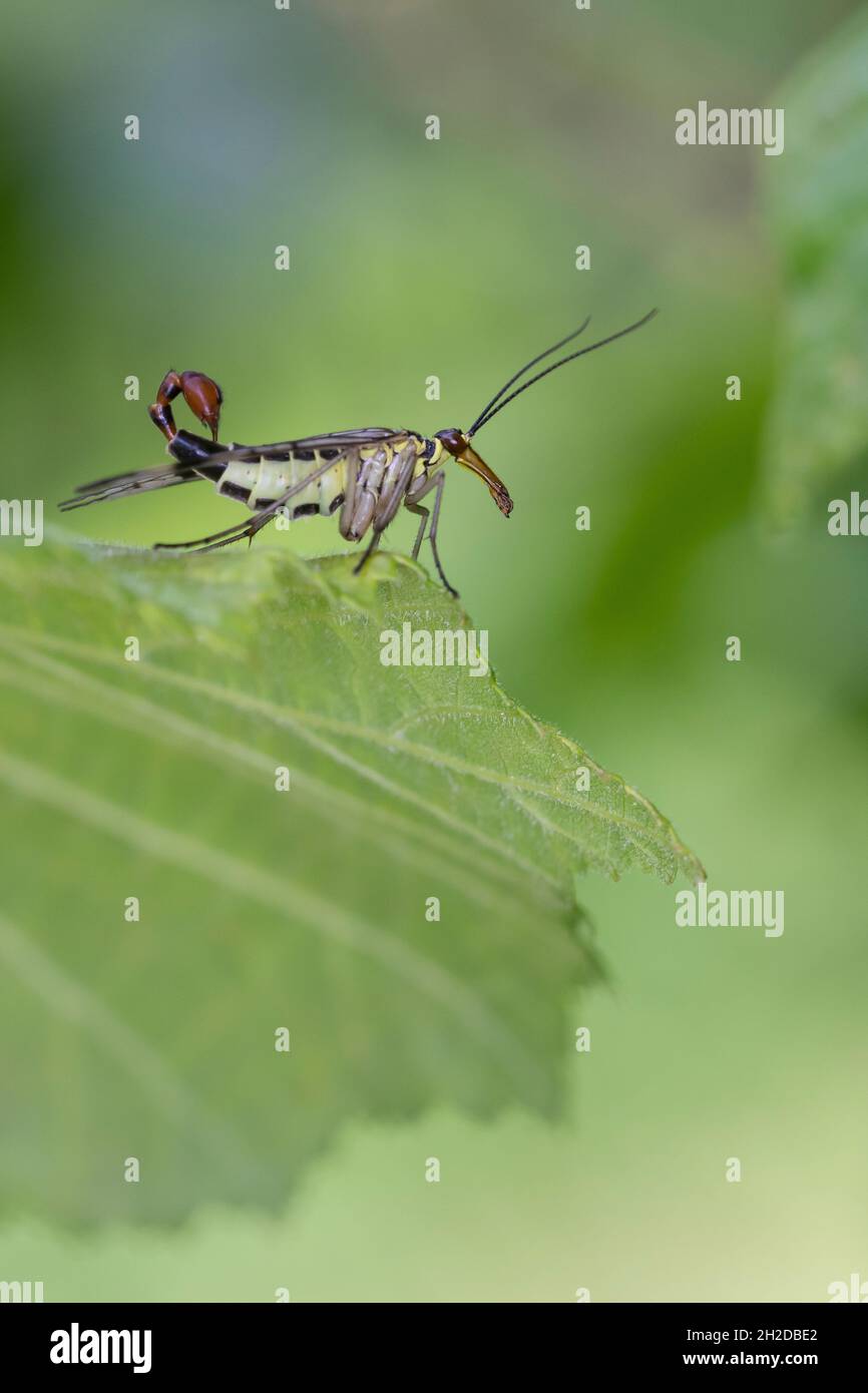 Skorpionsfliege, Skorpions-Fliege, Männchen mit Skorpionsschwanzartiger Hinterleibsspitze, Panorpa cf. Communis, Panorpa, gemeine Skorpionfliege, Skorpion Stockfoto