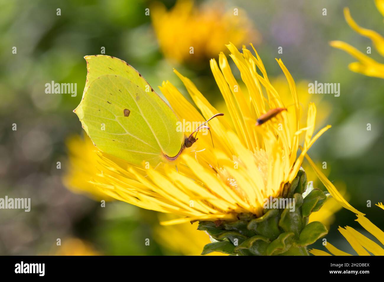 Zitronenfalter, Zitronen-Falter, Männchen, Blütenbesuch an Alant, Corydalis, Gonepteryx rhamni, Schwefel, Schwefel-Schmetterling, Männchen, Le Citron Stockfoto