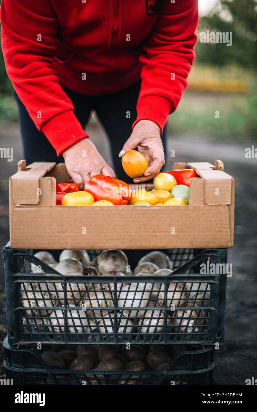 Frau, die im Garten reifes Gemüse sammelt Stockfoto