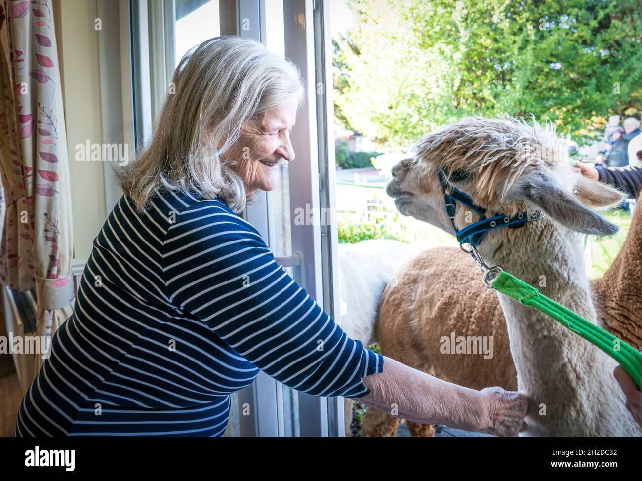 Alpakas Sid, Eric und Chester von Larch Green Alpcas treffen Isabella Scot 85 während eines Besuchs im Hill View Care Home von Advinia Health Care in Clydebank, Glasgow. Die Tierbesuche werden vermutlich dazu beitragen, Stress und Depressionen zu lindern und die Einsamkeit zu bekämpfen. Bilddatum: Donnerstag, 21. Oktober 2021. Stockfoto