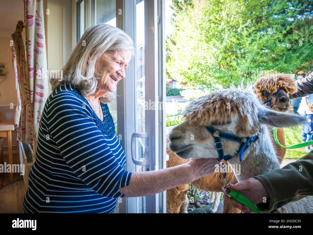 Alpakas Sid, Eric und Chester von Larch Green Alpcas treffen Isabella Scot 85 während eines Besuchs im Hill View Care Home von Advinia Health Care in Clydebank, Glasgow. Die Tierbesuche werden vermutlich dazu beitragen, Stress und Depressionen zu lindern und die Einsamkeit zu bekämpfen. Bilddatum: Donnerstag, 21. Oktober 2021. Stockfoto