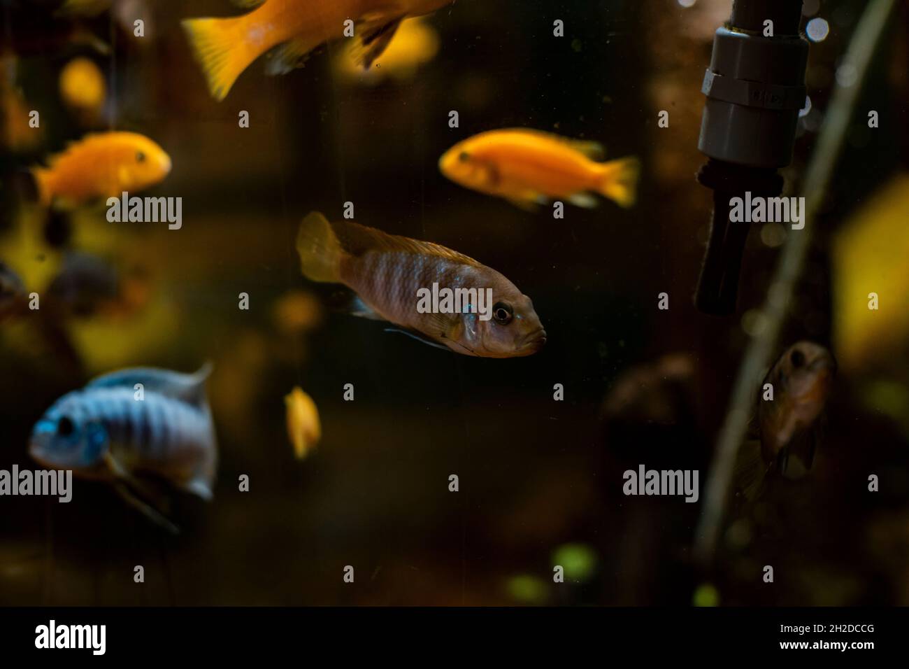 Goldfische schwimmen in einem Fischbecken Stockfoto