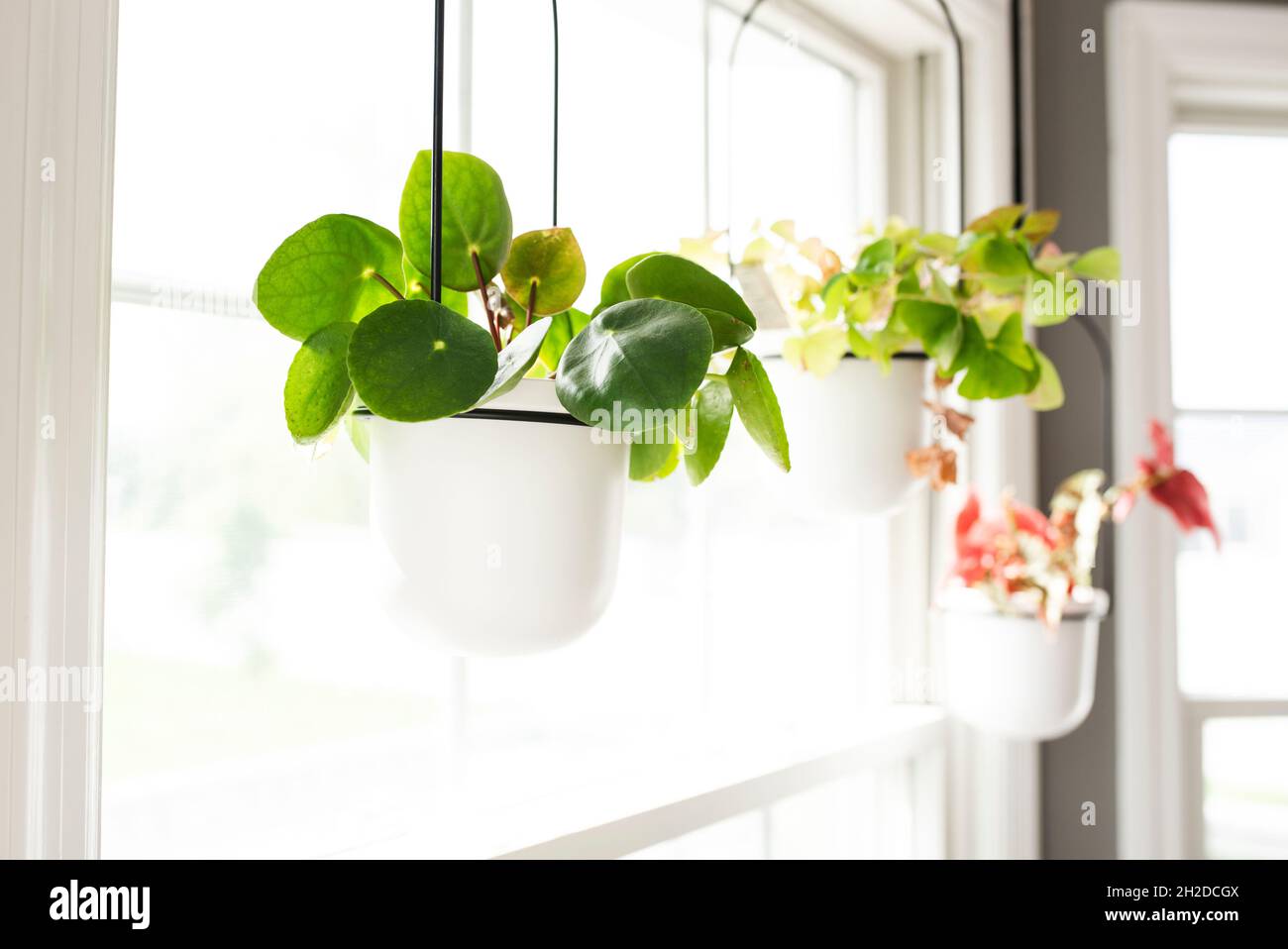 Drei Topfpflanzen hängen in einem sonnigen Fenster Stockfoto