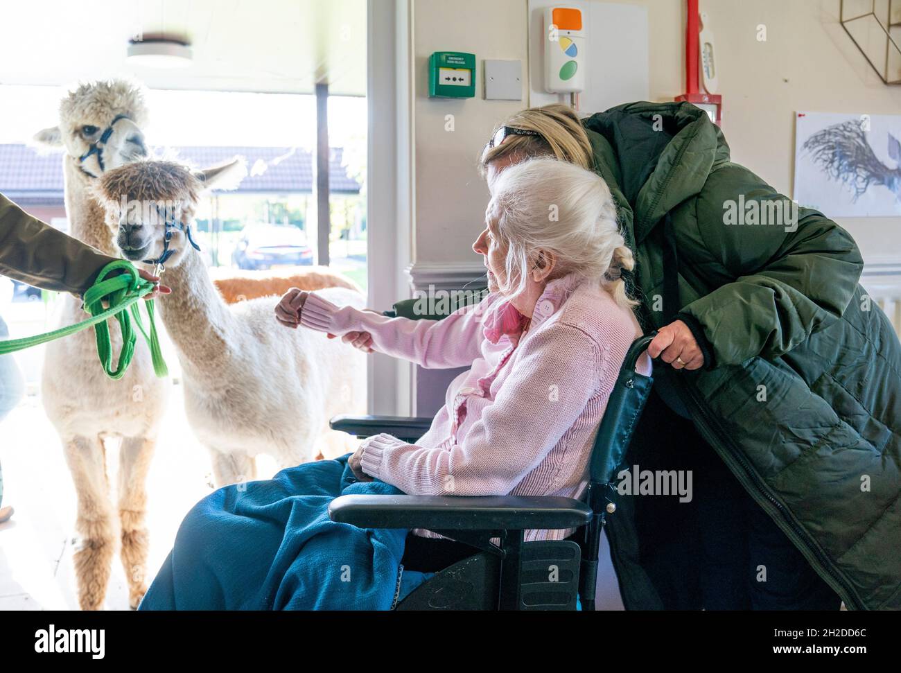 Alpakas Sid, Eric und Chester von Larch Green Alpcas treffen Mary Leslie, 92, während eines Besuchs im Hill View Care Home von Advinia Health Care in Clydebank, Glasgow. Die Tierbesuche werden vermutlich dazu beitragen, Stress und Depressionen zu lindern und die Einsamkeit zu bekämpfen. Bilddatum: Donnerstag, 21. Oktober 2021. Stockfoto