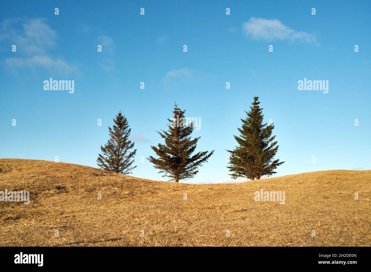 Malerische Landschaft von Fichten wächst in Reihe auf getrockneten Hügel auf dem Hintergrund der blauen wolkenlosen Himmel im Herbst in Island Stockfoto