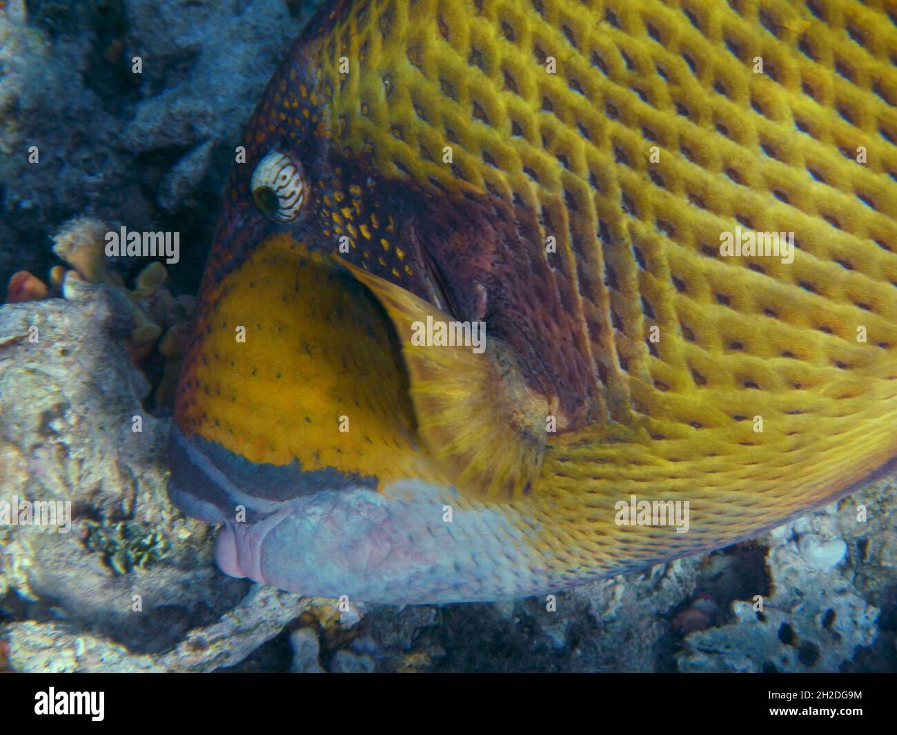 RiesenDrückerfisch oderTitanDrückerfisch / Titan triggerfish oder