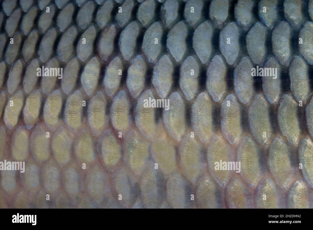 Fischschuppen aus nächster Nähe. Europäischer Karpfen (Cyprinus carpio) Stockfoto