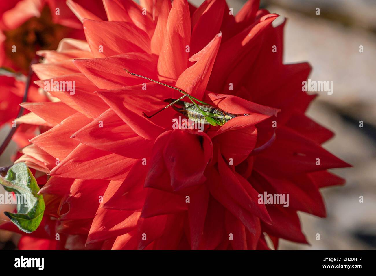 Grasshopper ruht sich auf einer Dahlia aus. Stockfoto