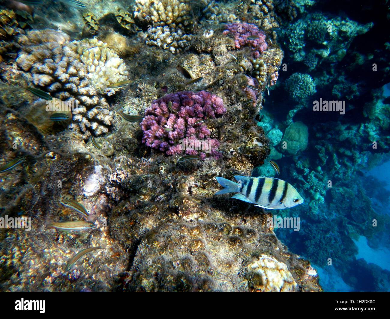 Oberfeldwebel oder Indopazifischer Sergeant / Sergeant Major oder Indopazifischer Sergeant / Abudefduf vaigiensis Stockfoto