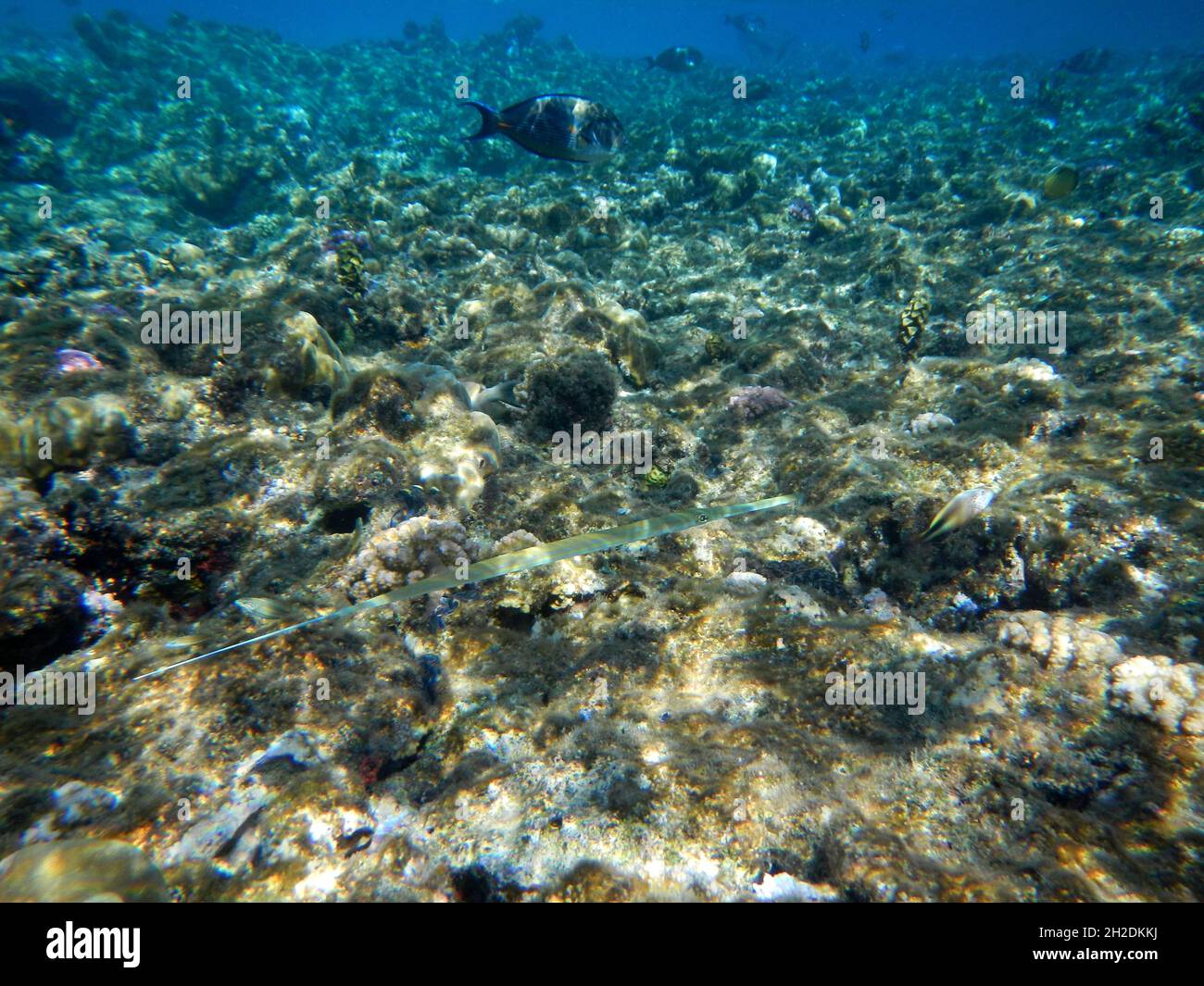 Glatter Flötenfisch / Bluespotted cornetfish / Fistularia commersonii Stockfoto