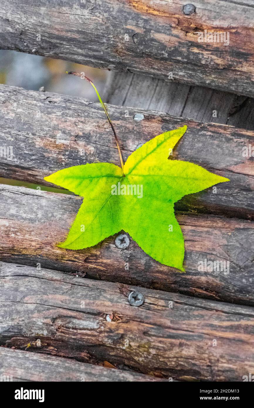 Grüner Urlaub auf hölzerner Bodenbrücke Textur im Schmetterlingsbalter Valley Park auf Rhodos in Griechenland. Stockfoto