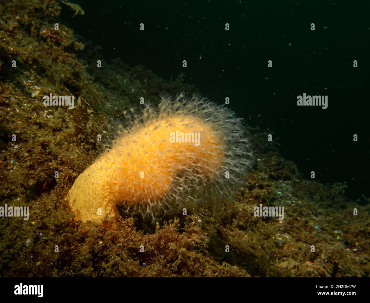 Nahaufnahme der Finger des toten Mannes aus weicher Koralle oder des Alcyonium digitatum. Bild von den Wetterinseln, Skagerrak-See, Schweden Stockfoto