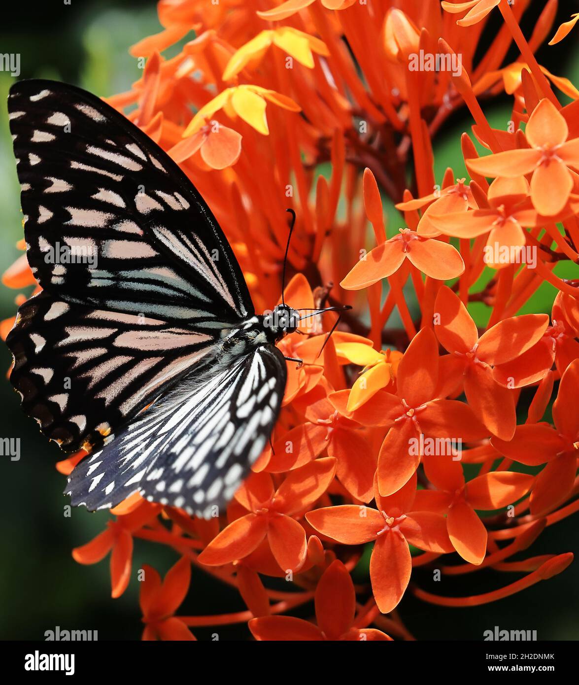 papilio clytia oder gewöhnlicher Pantomime-Schmetterling im Frühling Stockfoto