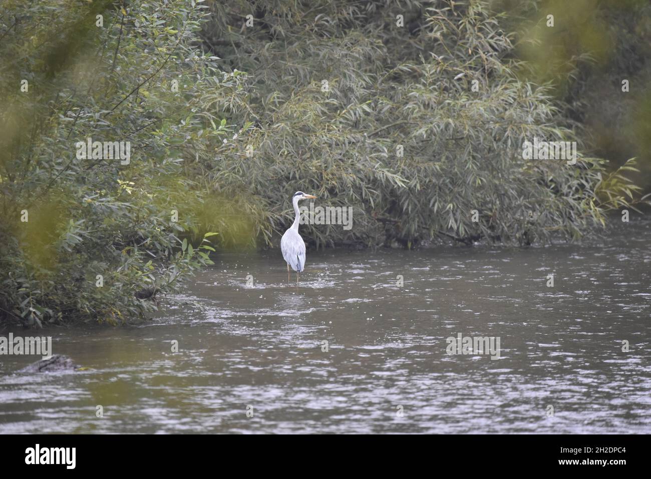 Rückansicht eines Graureihers (Ardea cinerea) auf dem Fluss Trent im Oktober in Staffordshire, Großbritannien, mit Kopf nach rechts gedreht und über den Fluss schauend Stockfoto