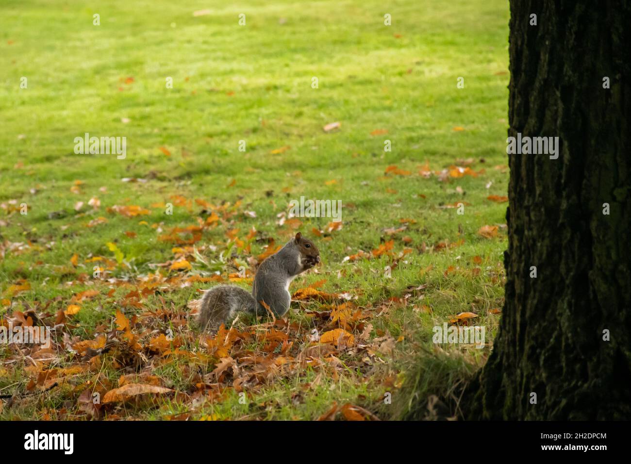 Ein graues Eichhörnchen, das im Herbst zwischen heruntergefallenen Blättern aufrecht auf Gras sitzt und Nüsse sammelt, um sich auf den Winter vorzubereiten. Aufgenommen in Glasgow. Stockfoto