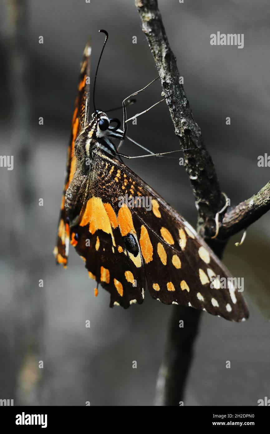 Älterer erwachsener Kalk-Schmetterling (Papilio demoleus) in einem tropischen Wald in indien Stockfoto