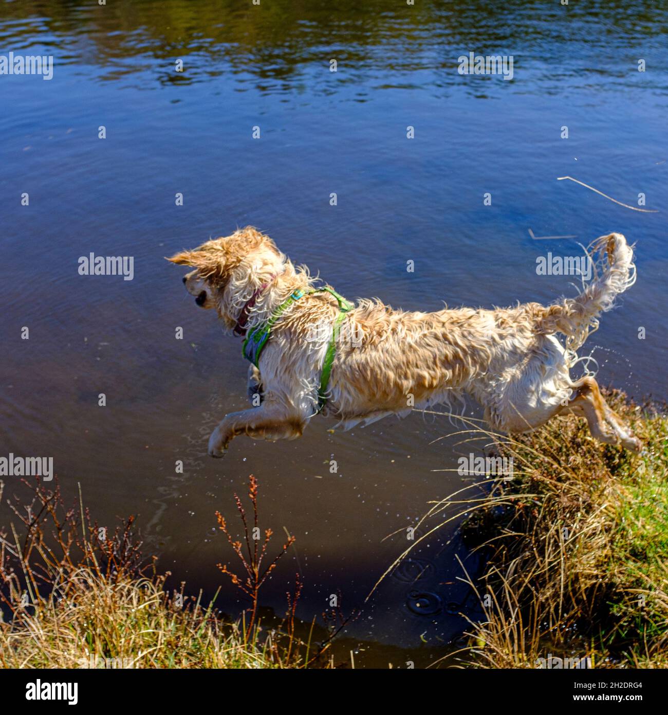 Ein Golden Retriever Hund, der in den Seen im Snowdonia National Park in Nordwales, Großbritannien, spielt Stockfoto
