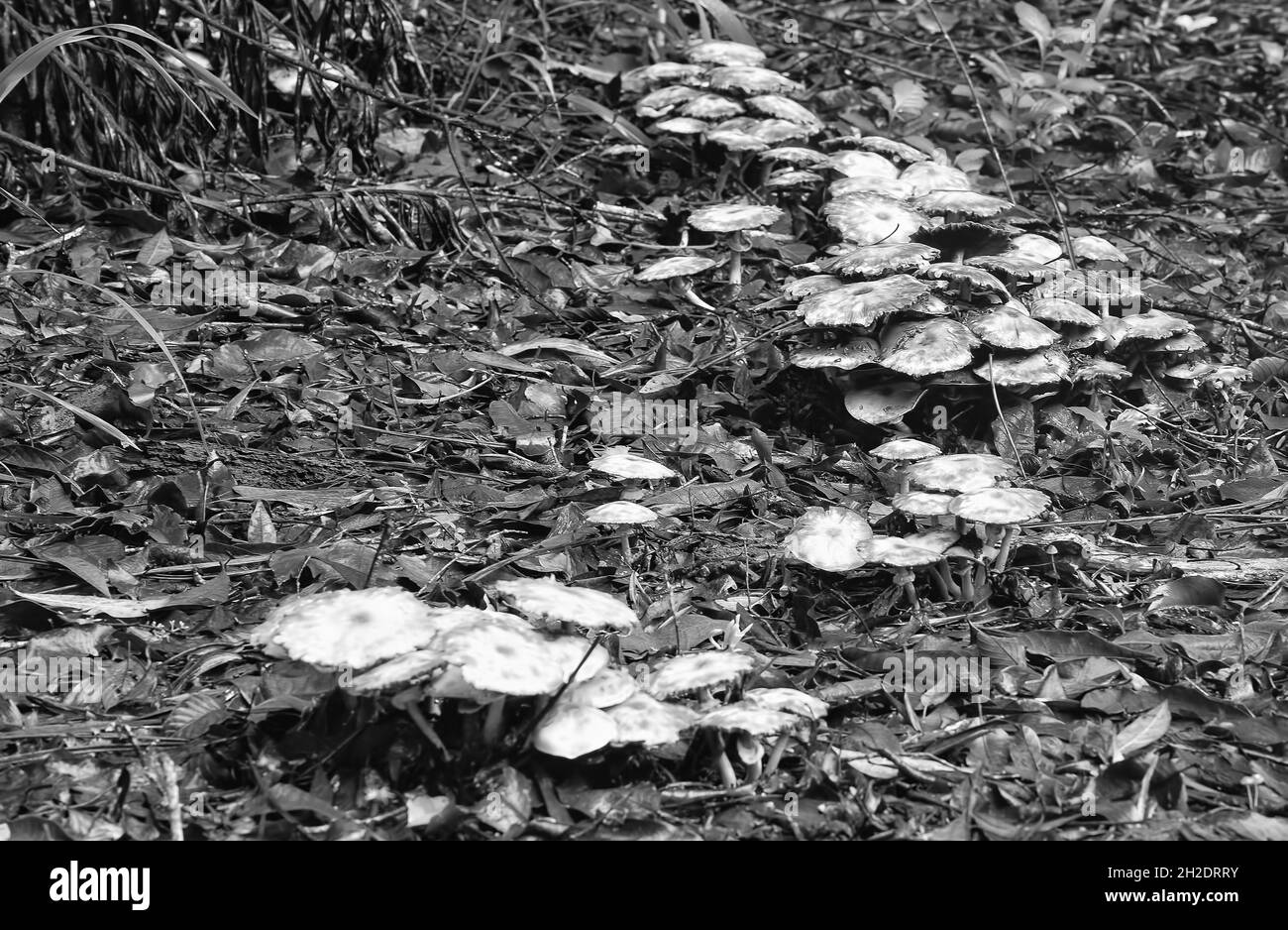 Fliegenpilze im Wald Stockfoto