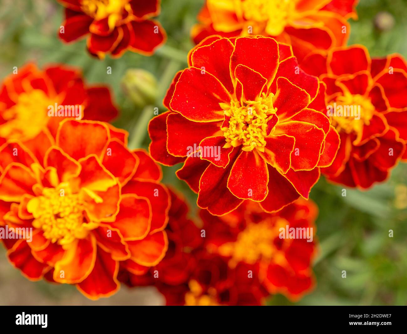 Makroaufnahme von französischen Ringelblumen, auch bekannt als Tagetes Patula, in einem verschwommenen Gartenhintergrund Stockfoto