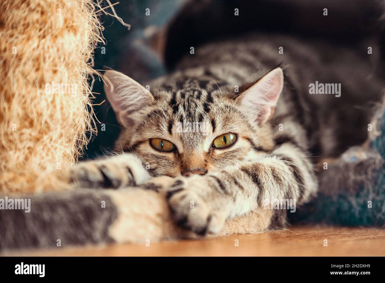 Gestreifte tabby Kätzchen spielen mit Lappen für Katzen Stockfoto