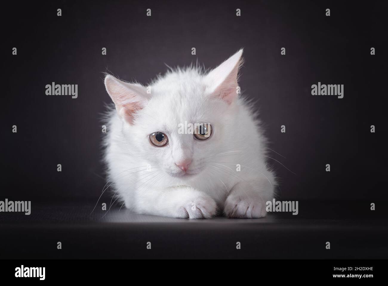 Weißes kleines verängstigte Kätzchen auf schwarzem Hintergrund Stockfoto