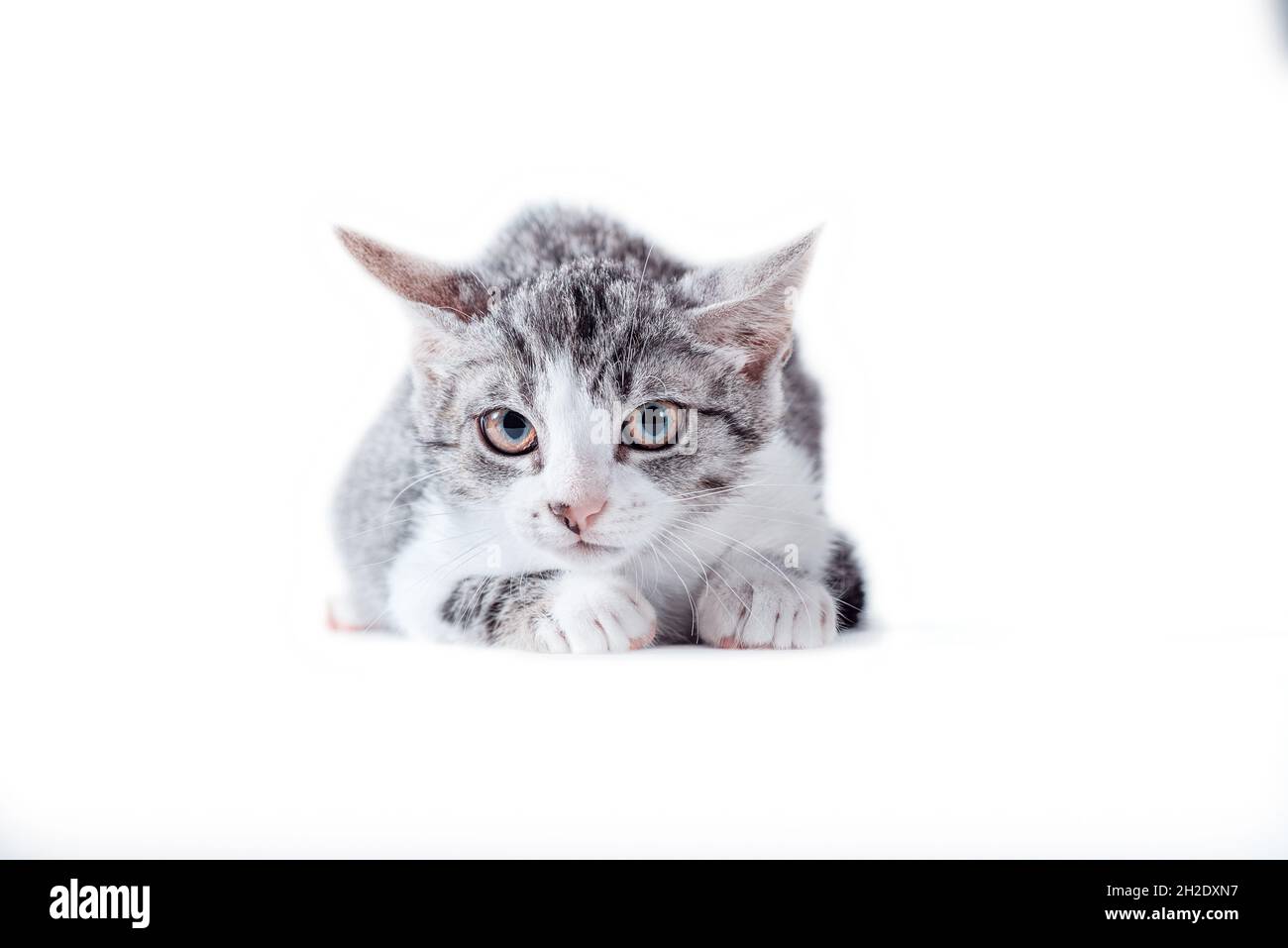 Gestreift gestromte Katze auf weißem Hintergrund Stockfoto