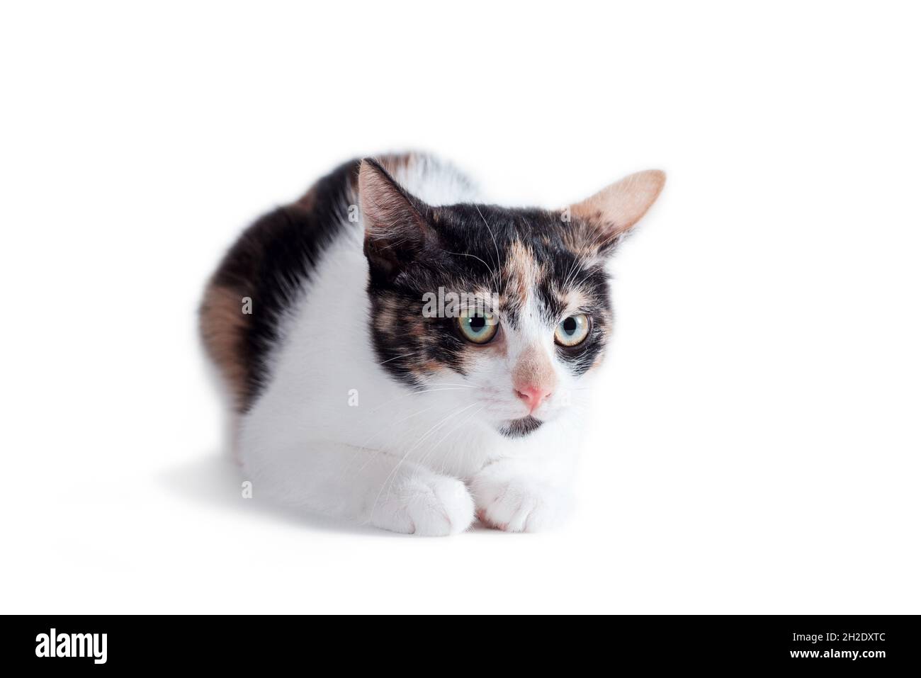 Tricolor erwachte Erwachsene Katze liegt auf einem weißen Hintergrund Stockfoto