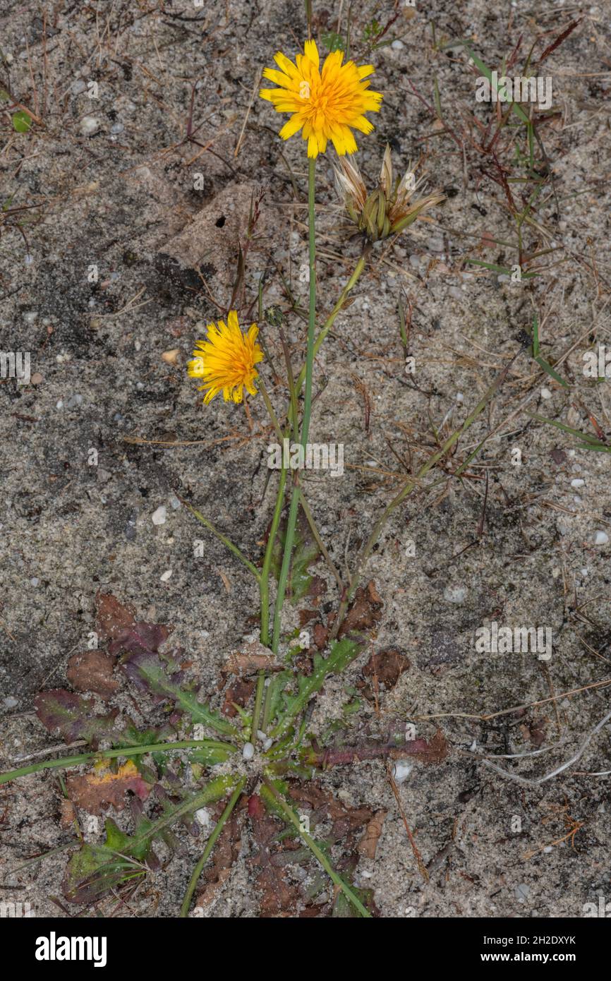 Katzenohr, Hypochaeris radicata, blüht im sandigen Grasland. Stockfoto
