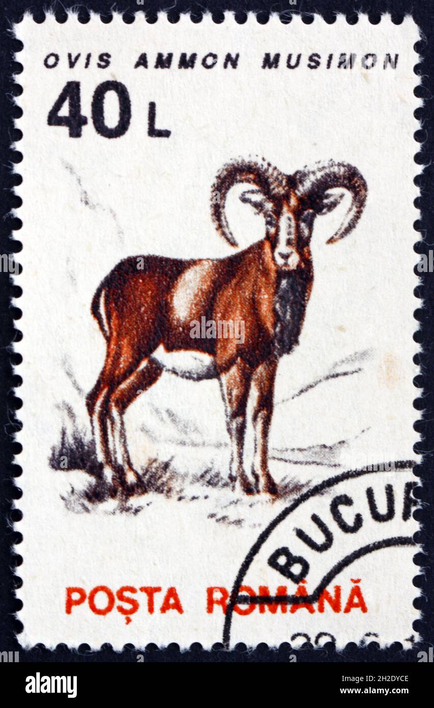 RUMÄNIEN - UM 1993: Eine in Rumänien gedruckte Marke zeigt Mufflon, ovis ammon musimon, Wildschafe, um 1966 Stockfoto