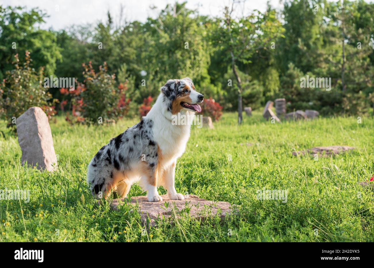Reinrassiger australischer Schäferhund auf einem Spaziergang im Park an einem Sommertag Stockfoto