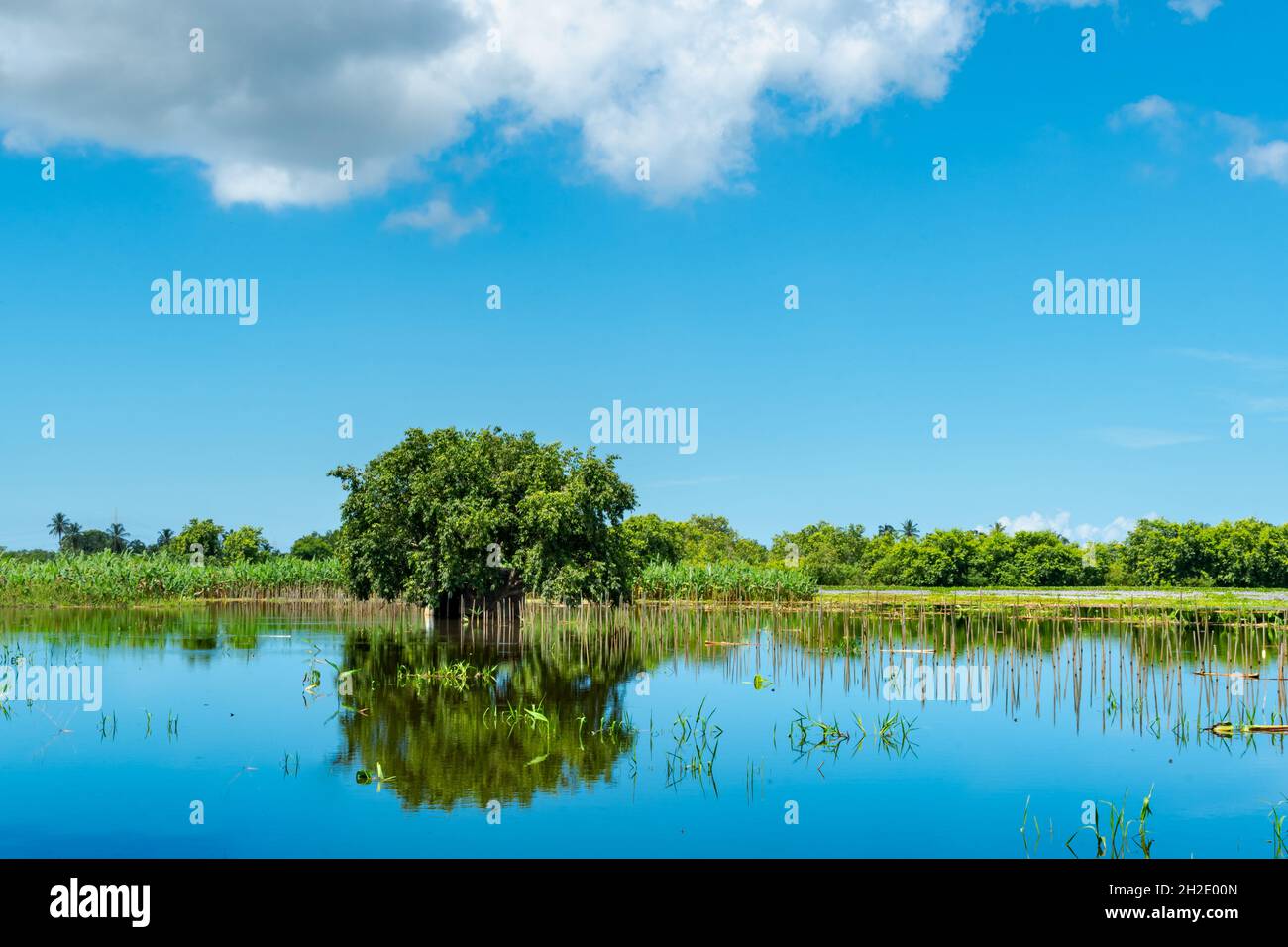 Landschaft eines einzelnen Baumes in einem Teich mit Reflexion und bewölktem Himmel auf der karibischen Insel Trinidad. Stockfoto