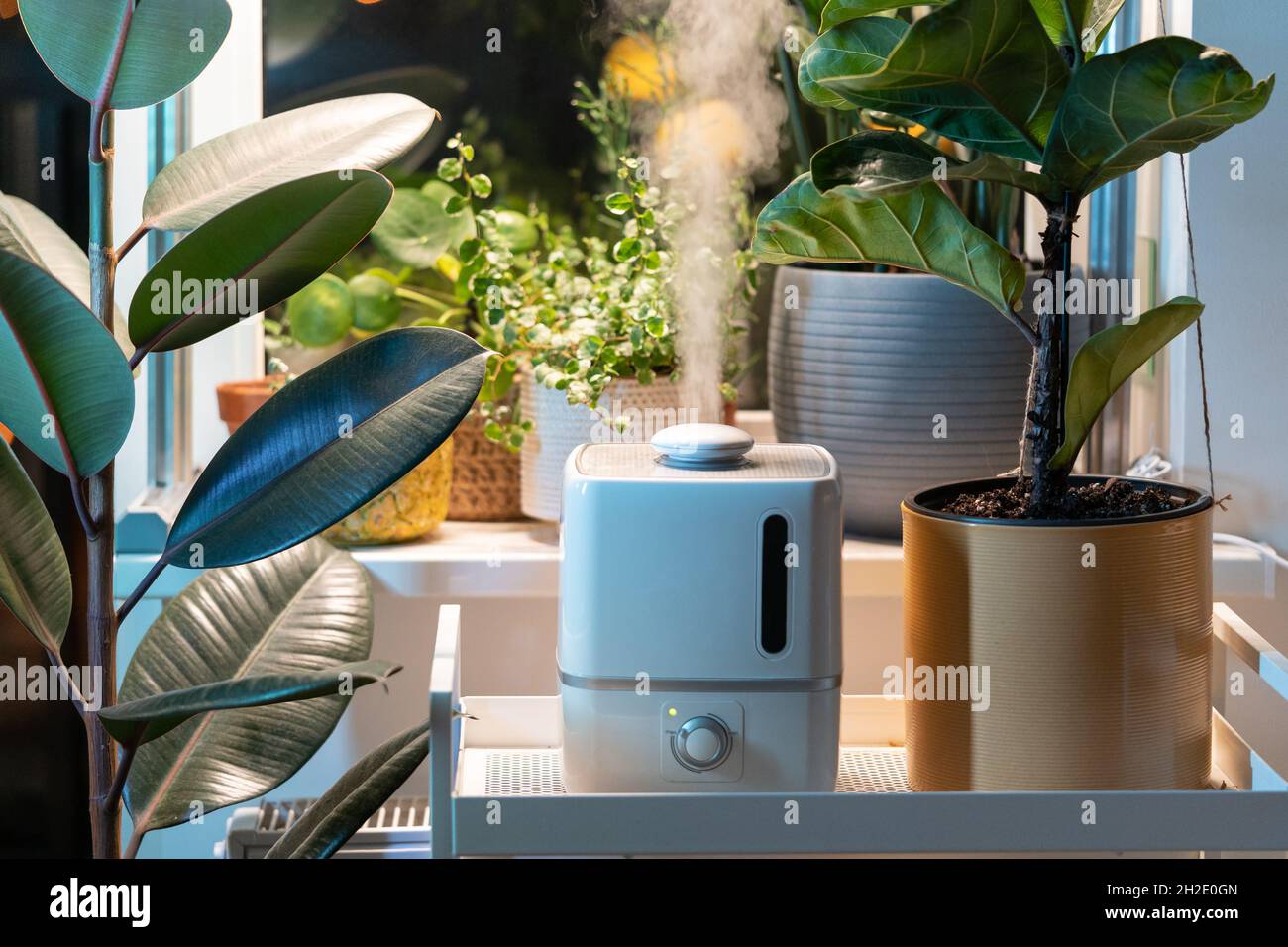 Dampf vom Luftbefeuchter, befeuchtet trockene Luft, umgeben von  Zimmerpflanzen. Hausgarten, Pflanzenpflege Stockfotografie - Alamy