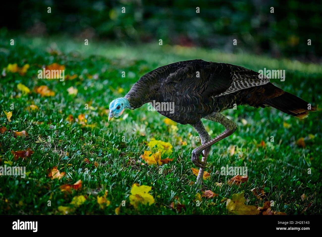 Wild Turkey Fütterung im Hinterhof der Vorstadt Nachbarschaft. Stockfoto