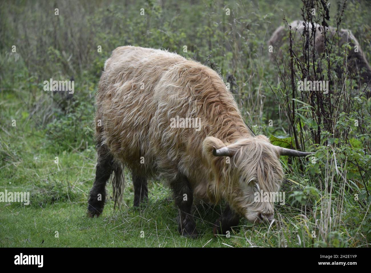 Ganzkörperbild von Highland-Rindern, die im Oktober in einem Naturschutzgebiet in Staffordshire, Großbritannien, grasen Stockfoto
