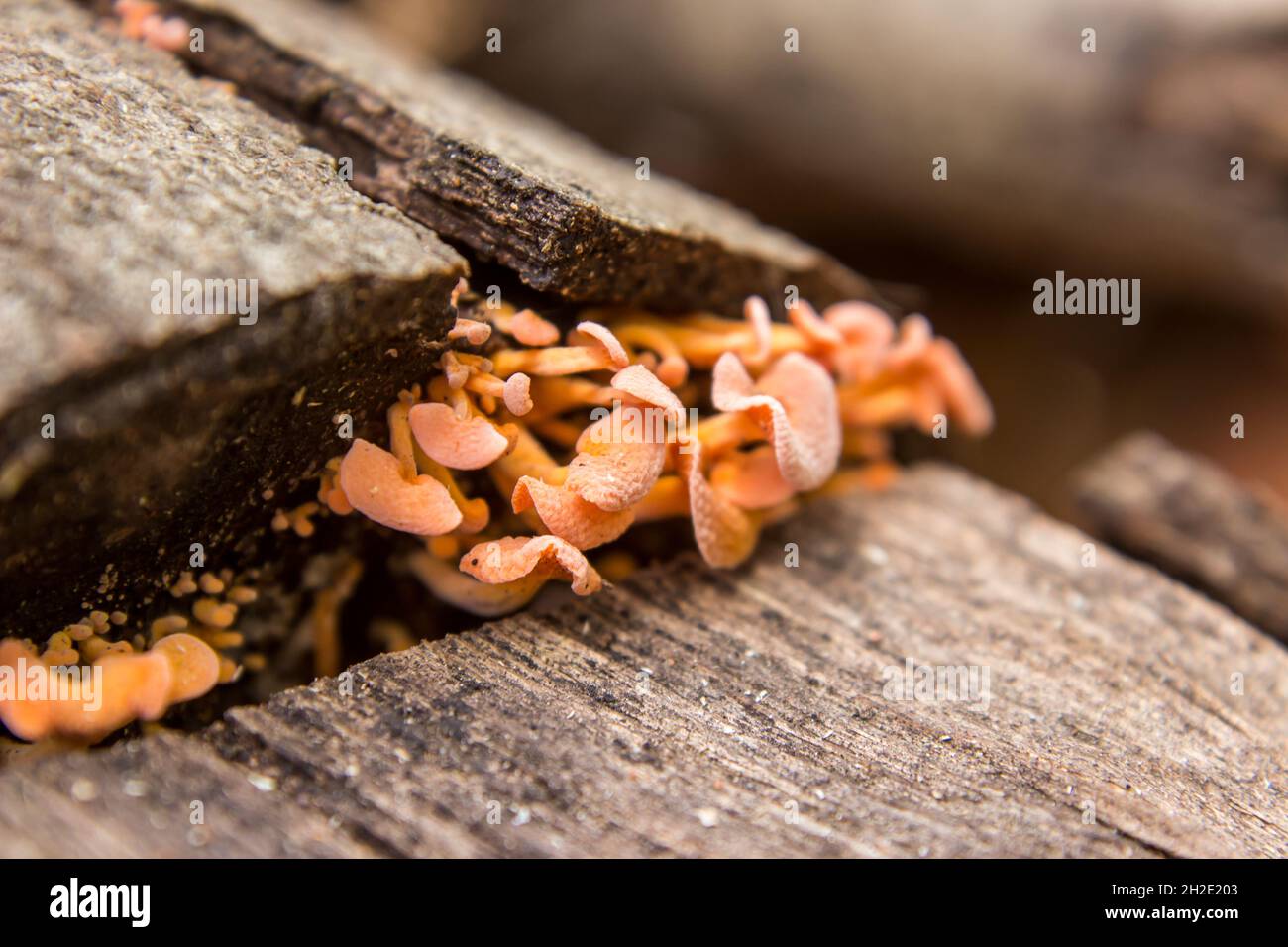 Eine Gruppe orangefarbener Wabenpilze, die aus einer Spalte in einem alten verwitterten Baumstamm wachsen Stockfoto