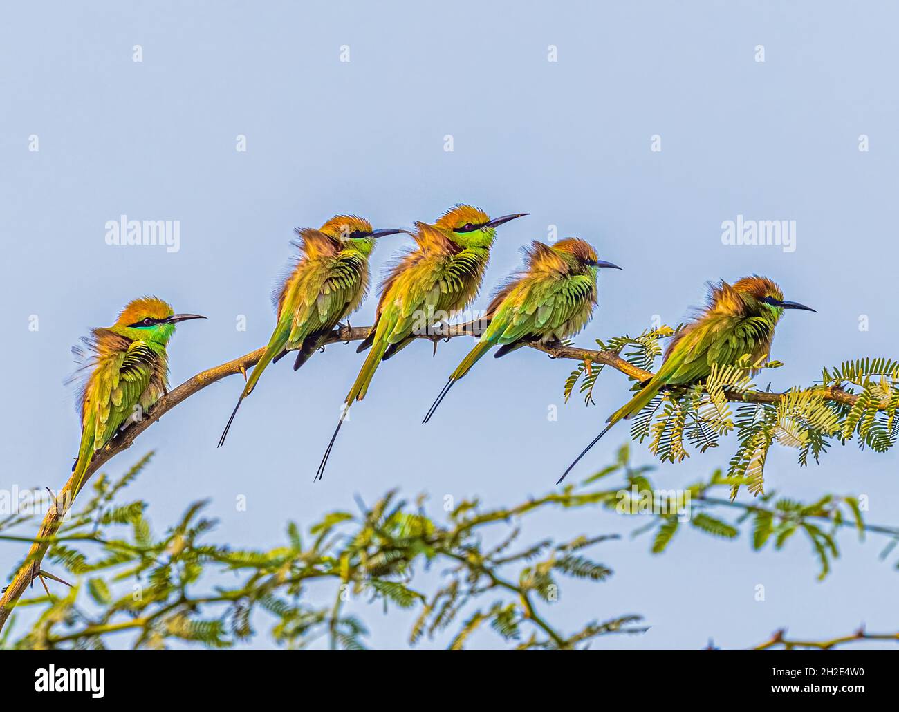 Grüne Bienenfresser ruhen auf einem Baum und posieren für ein Foto Stockfoto
