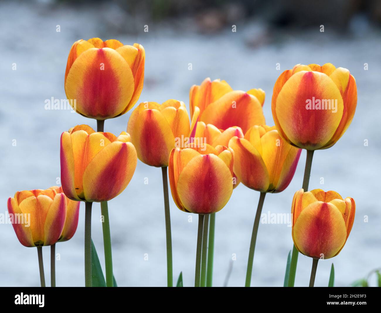 Viele orange rote Tulpenblüten in hellem Hintergrund Stockfoto