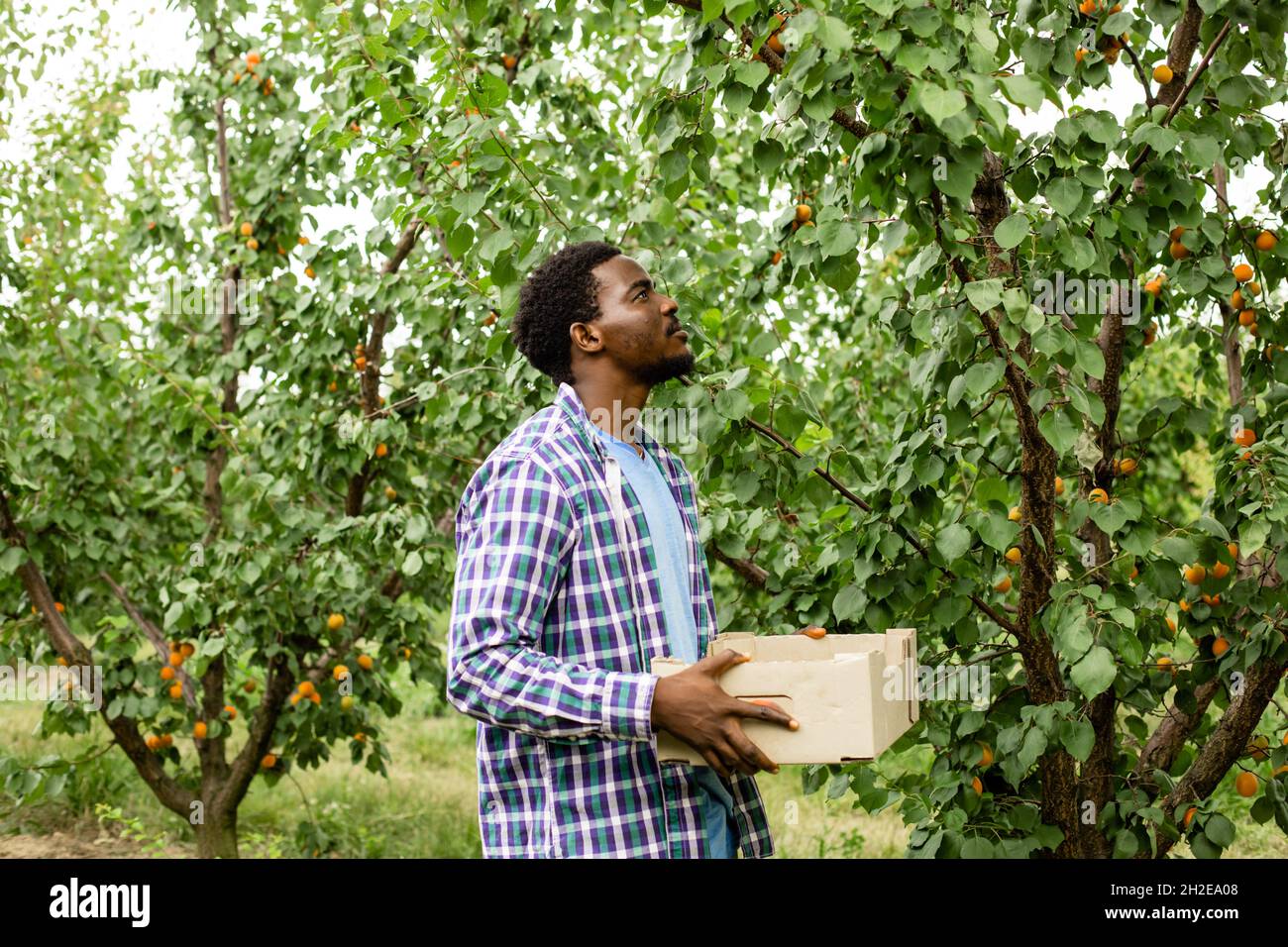 Zufriedener Landwirt hält Holzkiste mit Ernte Stockfoto
