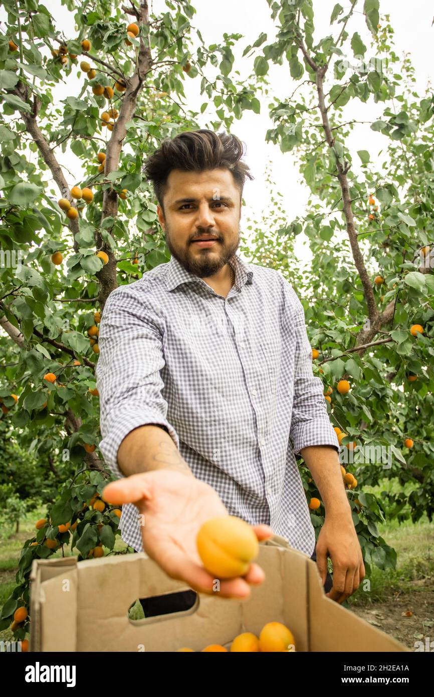 Bauer zeigt Ernte von frischen süßen Aprikosen Stockfoto