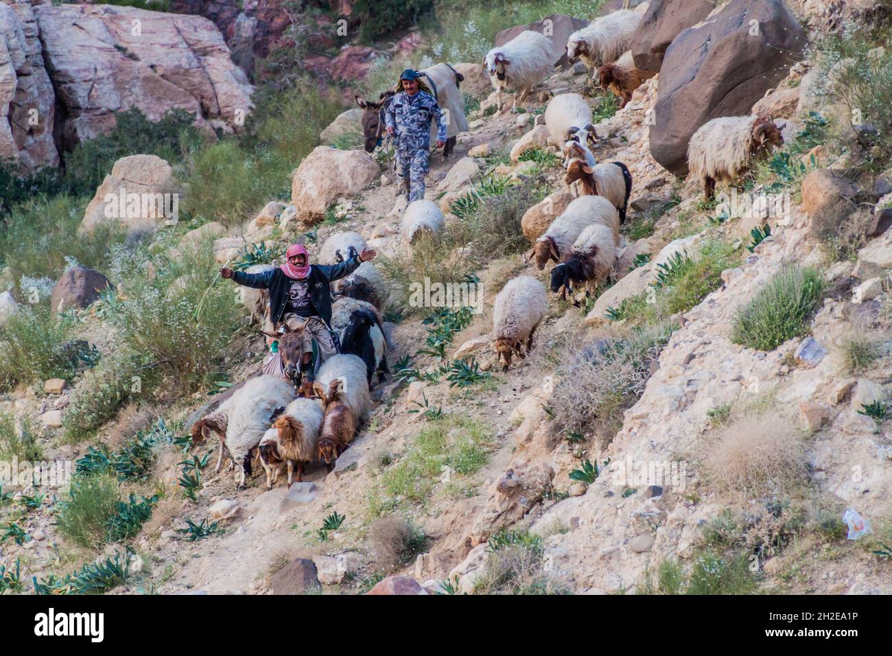 DANA, JORDANIEN - 28. MÄRZ 2017: Ziegenherde im Wadi Dana Canyon im Dana Biosphere Reserve, Jordanien Stockfoto