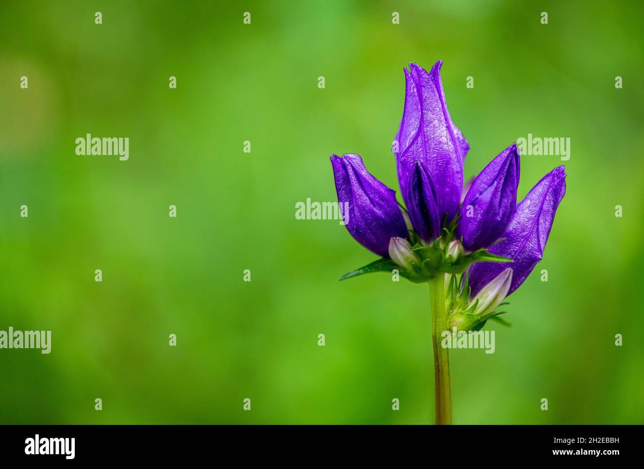 Leuchtend glänzende Öffnungsblüte auf grünem Hintergrund Stockfoto
