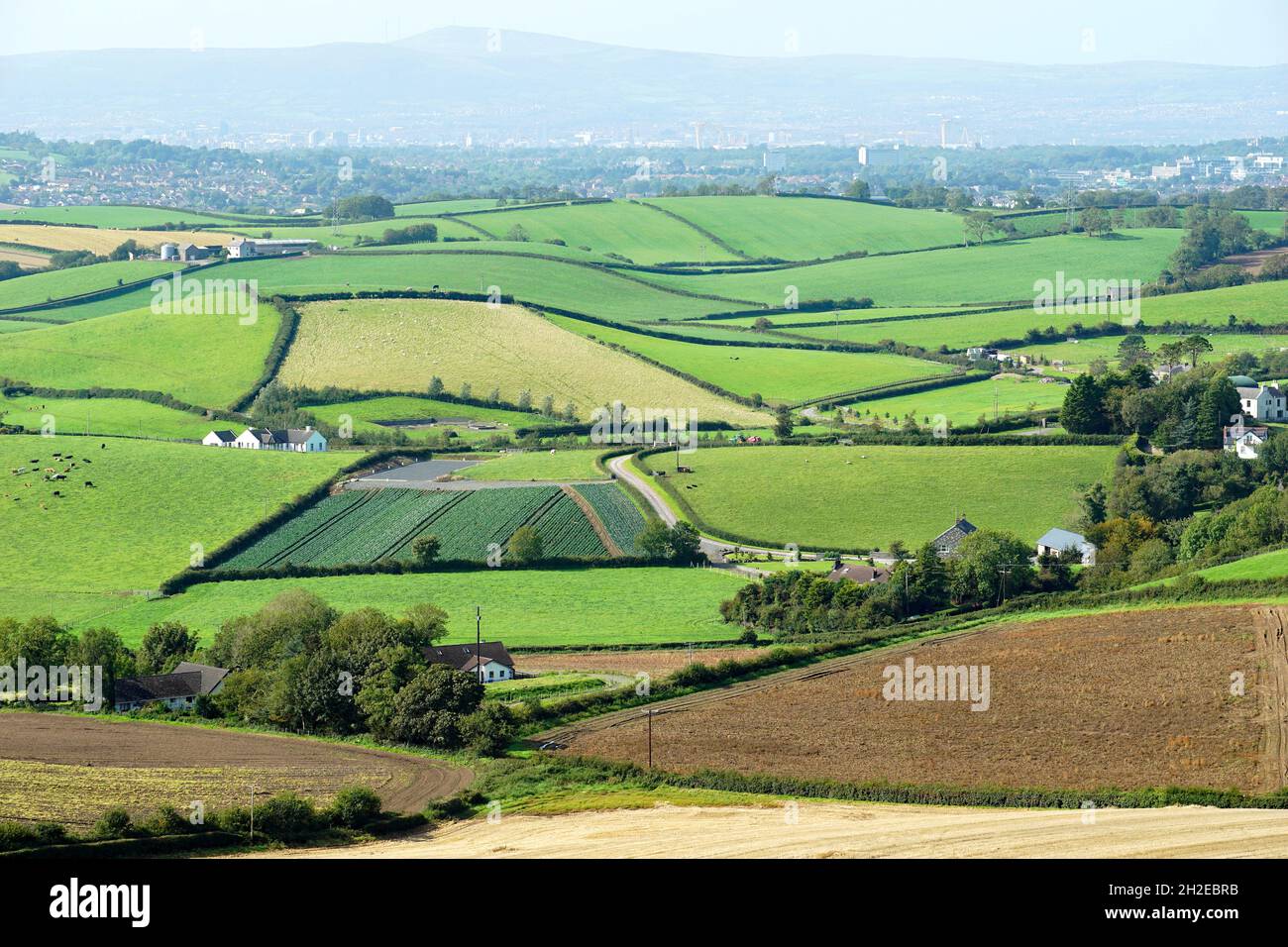 Die Landschaft von Nordirland. Farmen zwischen sanften grünen Hügeln und Belfast Hills im Hintergrund. Stockfoto