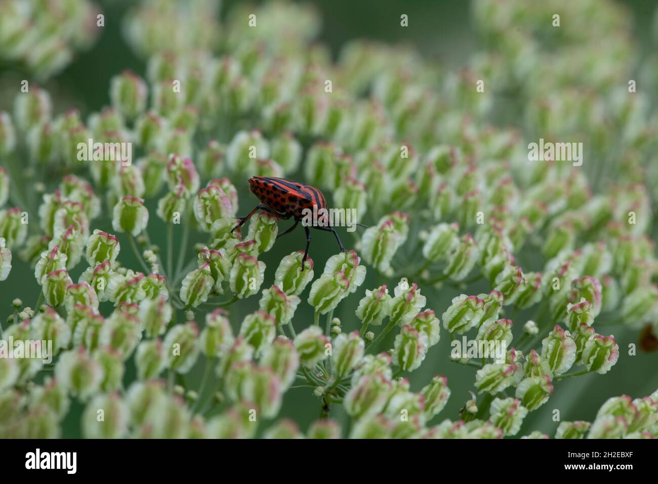 Rot gestreifter Käfer auf einem Blütenteppich Stockfoto
