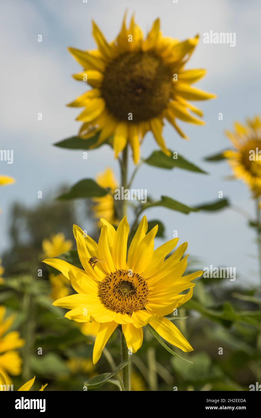 Nahaufnahme von Sonnenblumen, gebadet in der hellen Sonne. Sonnenblumenkerne, die für den menschlichen Verzehr, Tierfutter und die Ölproduktion angebaut werden. Stockfoto