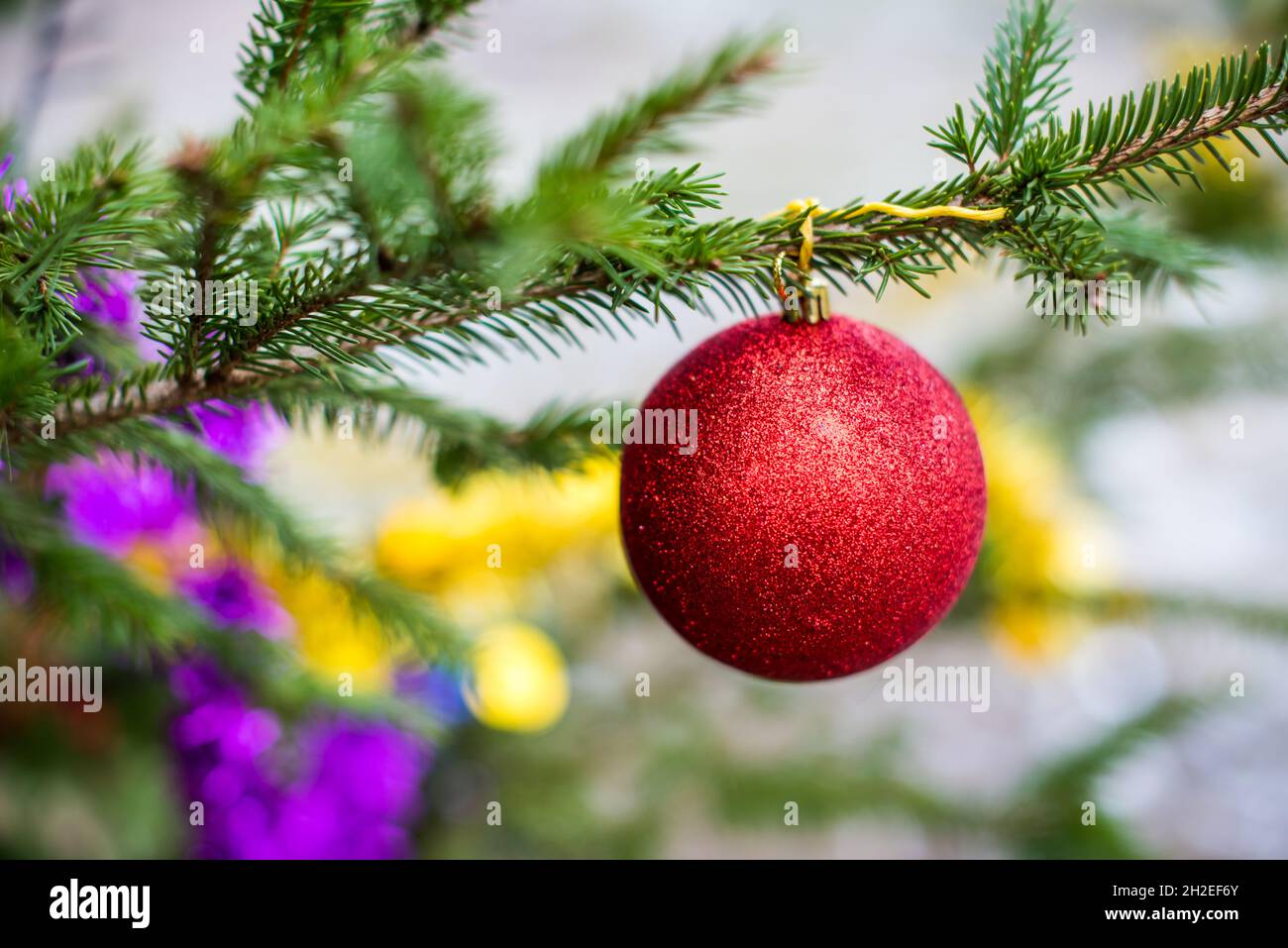 Roter Weihnachtsball mit Glitzer, der an einem immergrünen Baum hängt Stockfoto