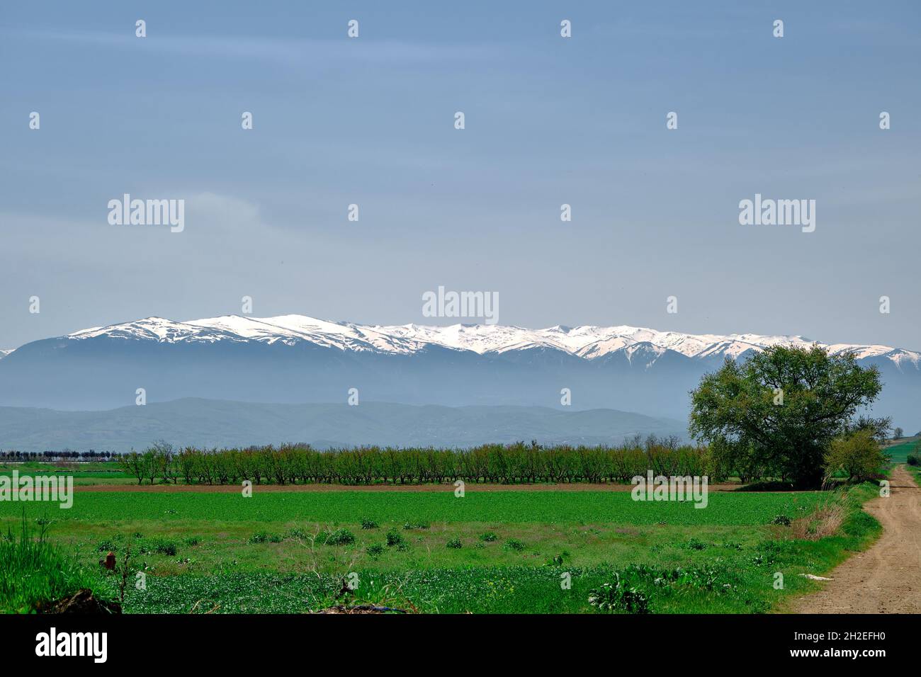 Schmutziger Weg von grünen Pflanzen in landwirtschaftlichen Feld bedeckt, herrlichen Grand Berg (uludag) Hintergrund, riesigen Schnee bleibt auf dem Gipfel des Berges Stockfoto