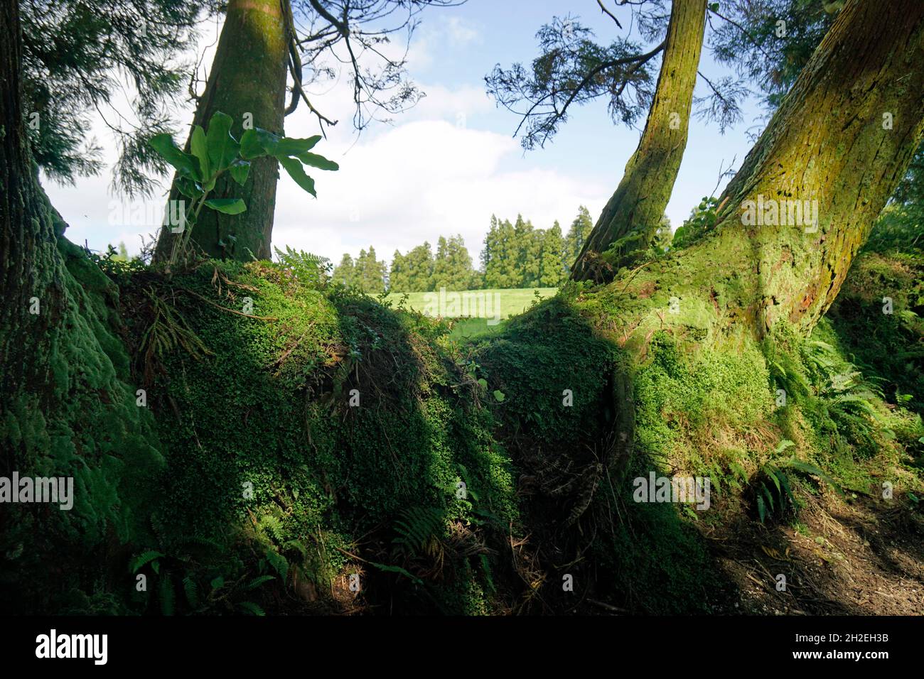 Grüne Landschaft riesige Bäume auf den azoren Stockfoto